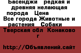 Басенджи - редкая и древняя нелающая порода › Цена ­ 50 000 - Все города Животные и растения » Собаки   . Тверская обл.,Конаково г.